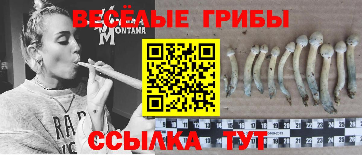 Заволжье  Псилоцибиновые грибы Psilocybine cubensis  Вход с VPN 